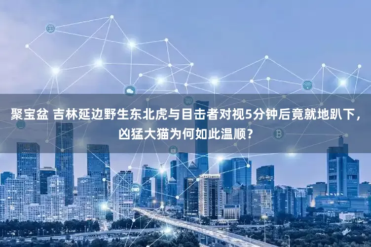 聚宝盆 吉林延边野生东北虎与目击者对视5分钟后竟就地趴下，凶猛大猫为何如此温顺？